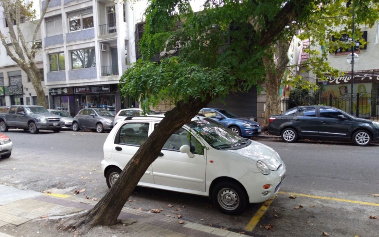 Advierten por un árbol "cada vez más inclinado" en pleno centro