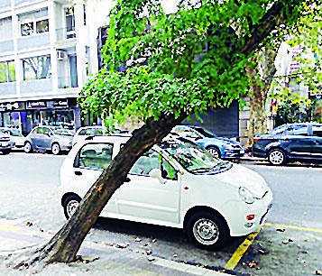 Crece el peligro por un árbol que está a punto de caer