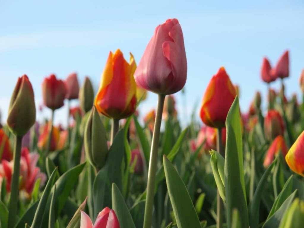 Cinco jardines singulares que se pueden visitar en Europa
