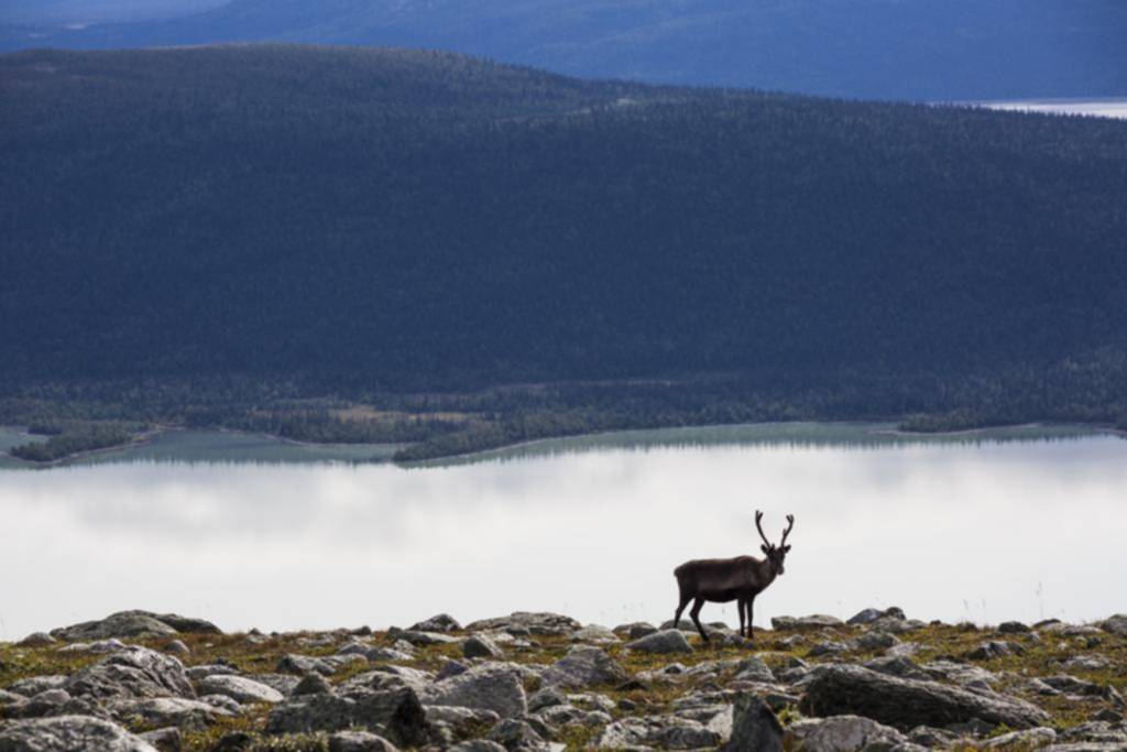 Una caminata en la naturaleza salvaje por el incomparable sendero sueco Kungsleden