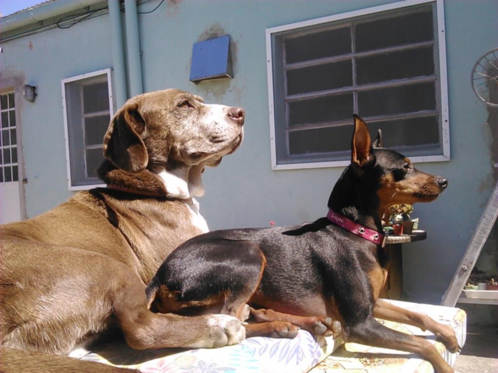 Rincón animal