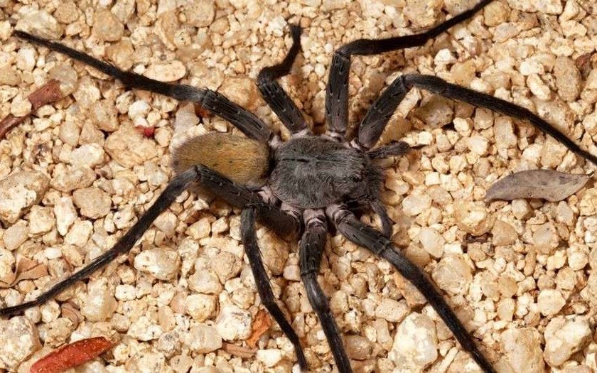 Feneció la araña más longeva del mundo