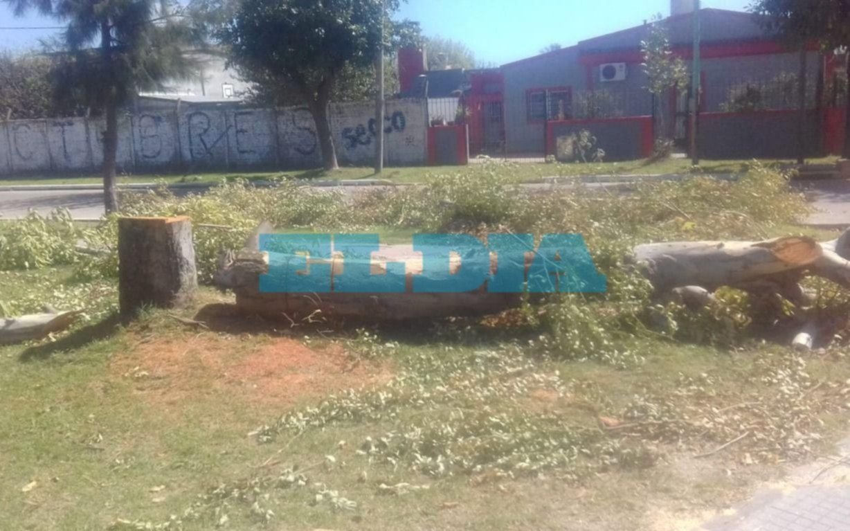 Angustia vecinal por la tala de un  eucalípto en 530 y 125