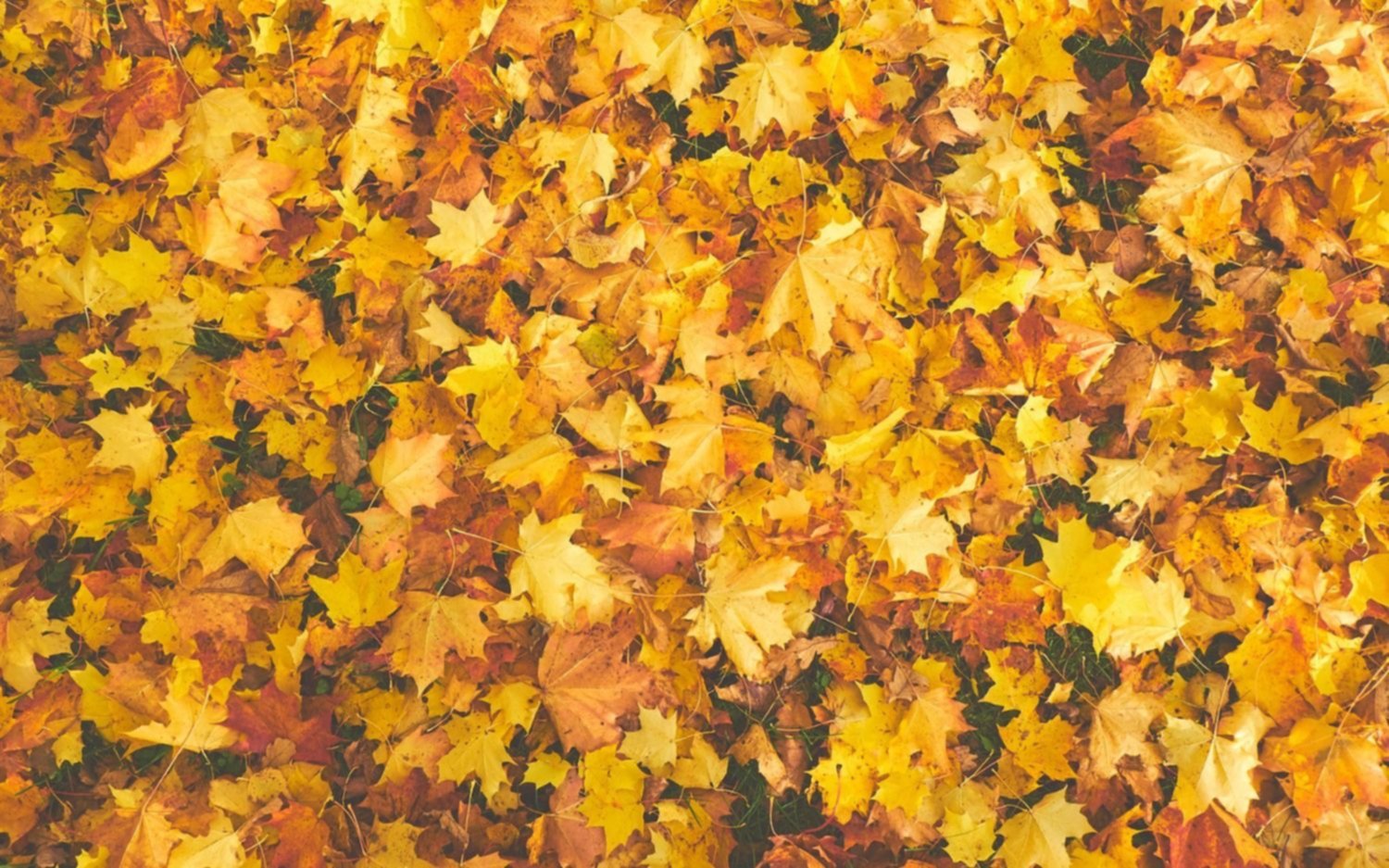 El otoño volvió a pleno