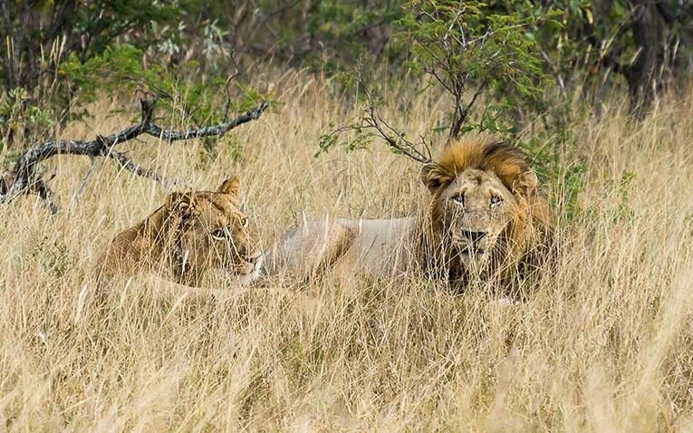 Cazador cazado: fue por rinocerontes y murió aplastado por elefante y devorado  por leones