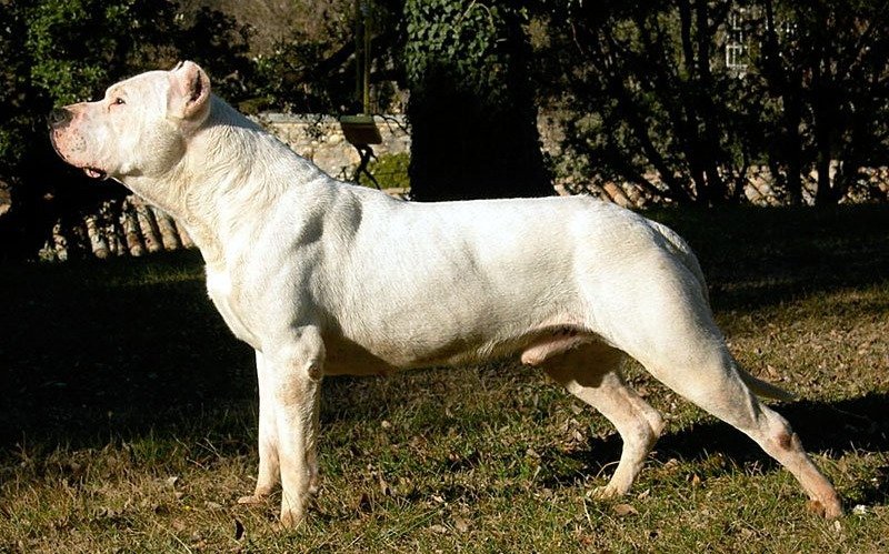 Cuatro personas heridas por el ataque de un dogo