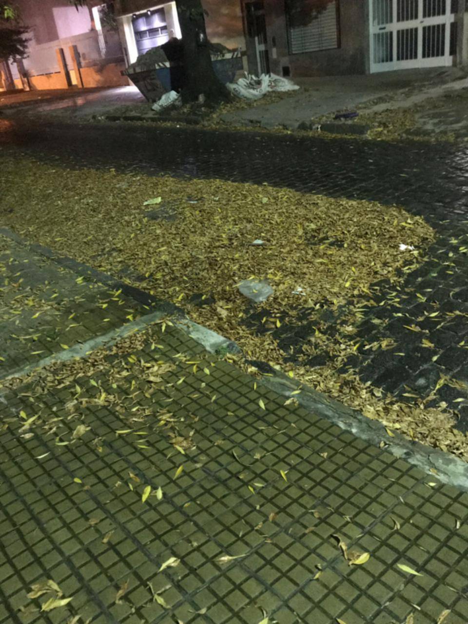 Empieza a preocupar la acumulación de hojarasca