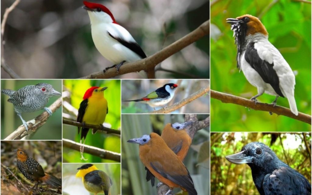 Hallan más familias de aves al reconstruir su árbol genealógico