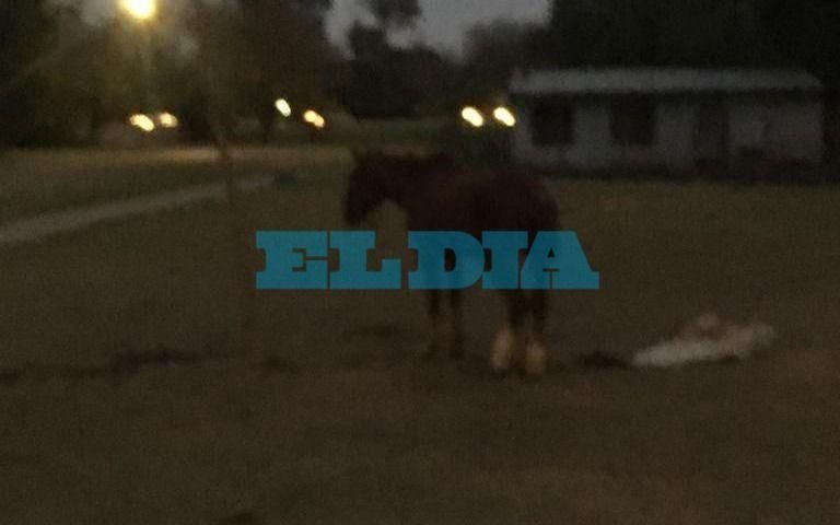 "¿Una plaza o un establo?", la pregunta que se hace un vecino de Villa Elisa