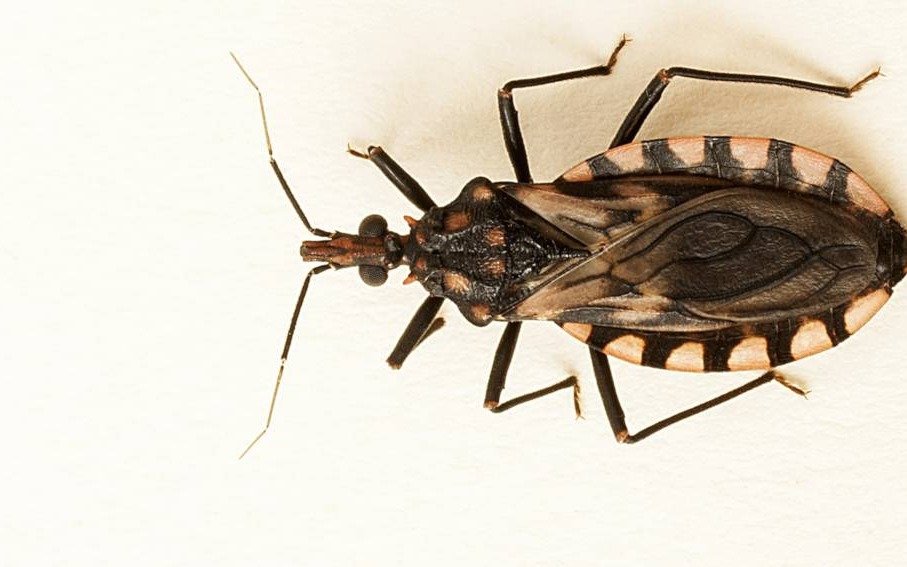 Logran controlar al vector del chagas en comunidades del Chaco