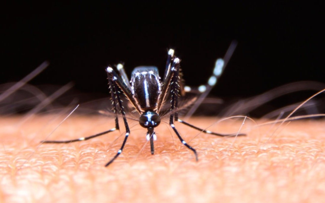 El dengue no quiere quedarse afuera de la foto y en La Plata ya son 60 los contagios