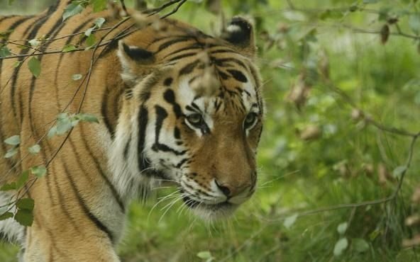 Una mancha más al tigre: la tigresa Nadia dio positivo de coronavirus y su hermana Azul espera resultados
