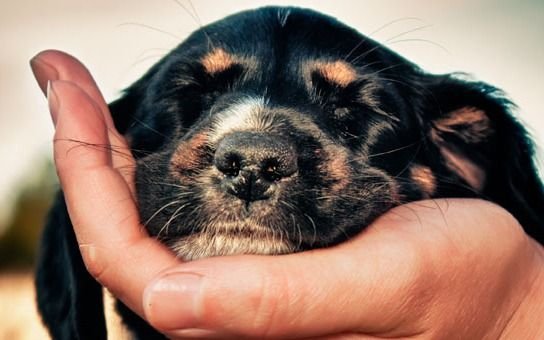 Las personas podrían transmitir el virus a mascotas, según un informe español