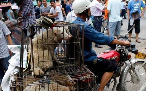 Tras el coronavirus, en China le aflojan a las mascotas: ya no podrán comer perros