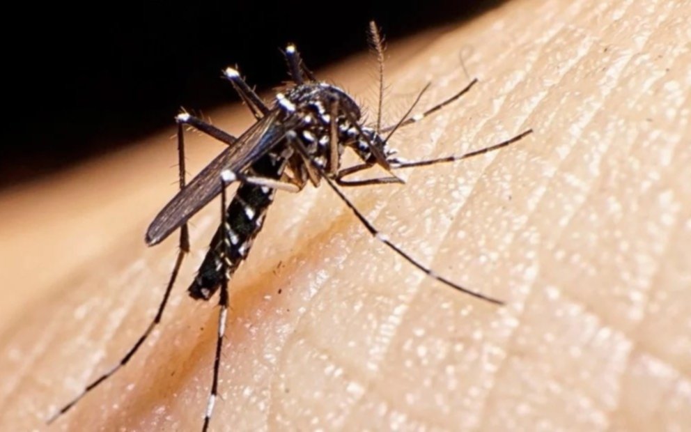 Dengue: se suman 3 contagios autóctonos en La Plata y el número de casos se eleva a 89