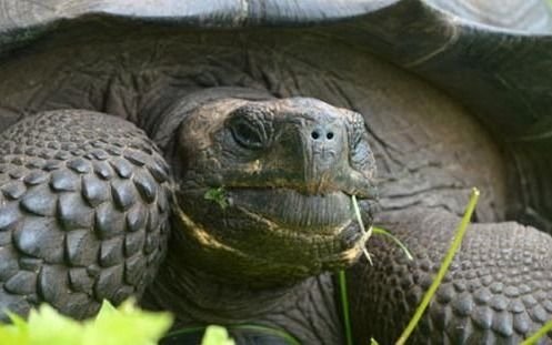 Multan a una italiana por pasear a su tortuga durante el confinamiento
