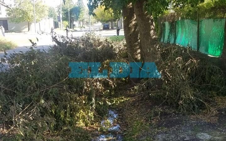 En barrio Las Malvinas, una poda tapó un desagüe pluvial y ahora temen por el dengue
