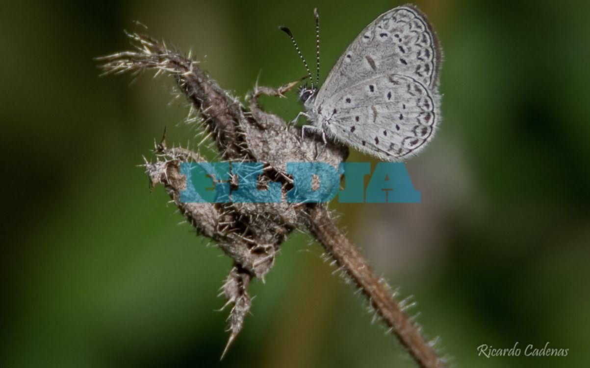 Descubren en Berisso un ejemplar de mariposa nunca visto en la zona: “Ella nos ayudará a que el monte sea un espacio protegido”
