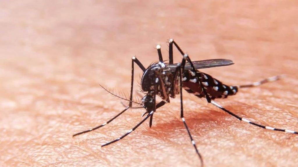 Cuatro casos de dengue en La Plata: ya son 96