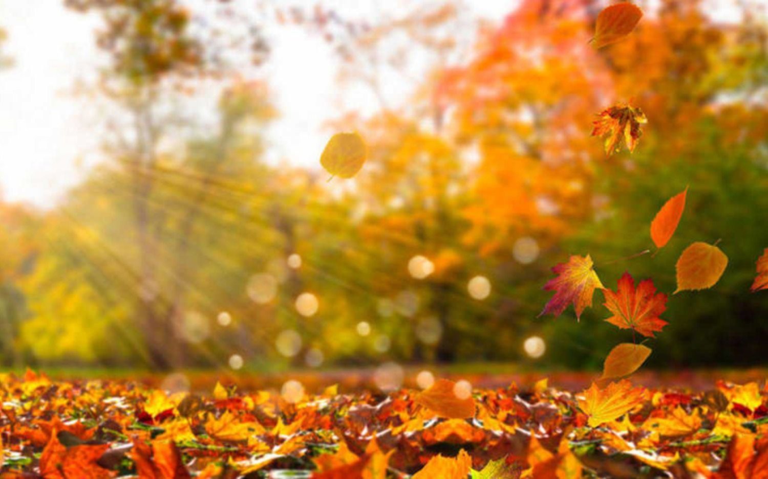 Un recuerdo del verano en otoño