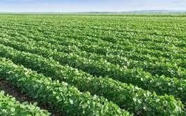 El Campo pide revisar las retenciones por la caída del precio de la soja