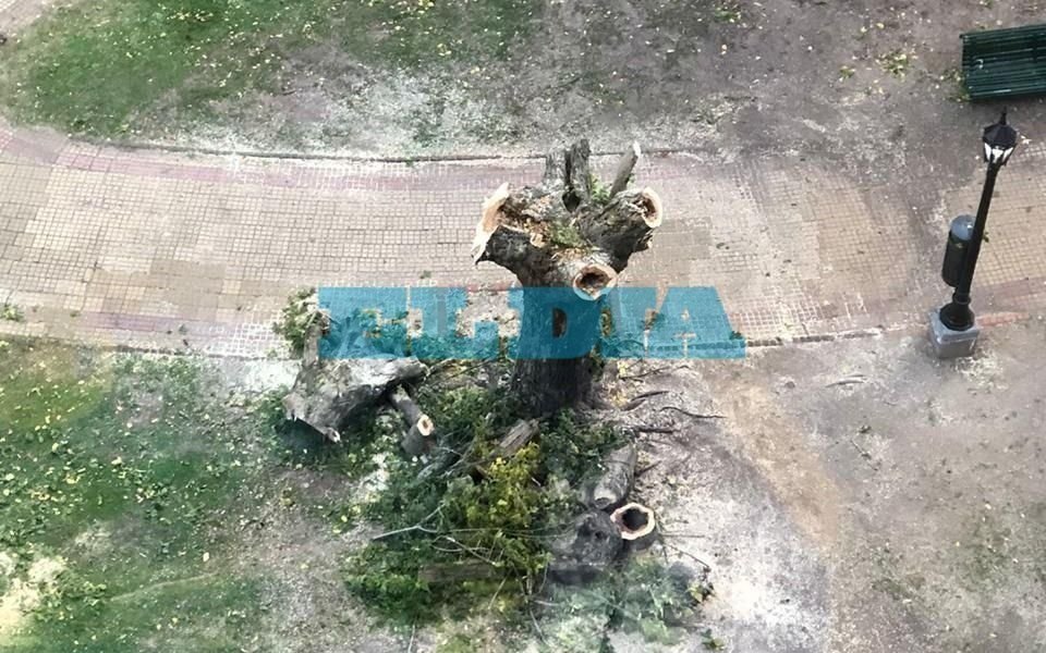 Denuncian que "masacraron" un árbol en Plaza Olazábal