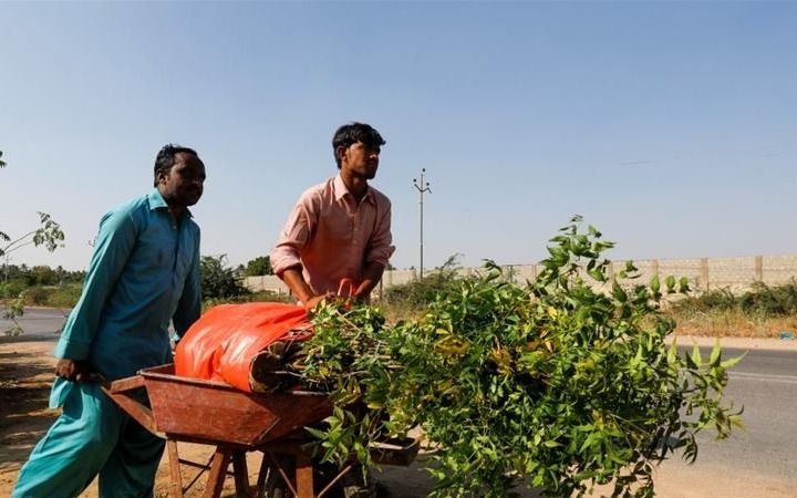 En Pakistan, los que no tienen coronavirus son contratados para plantar árboles
