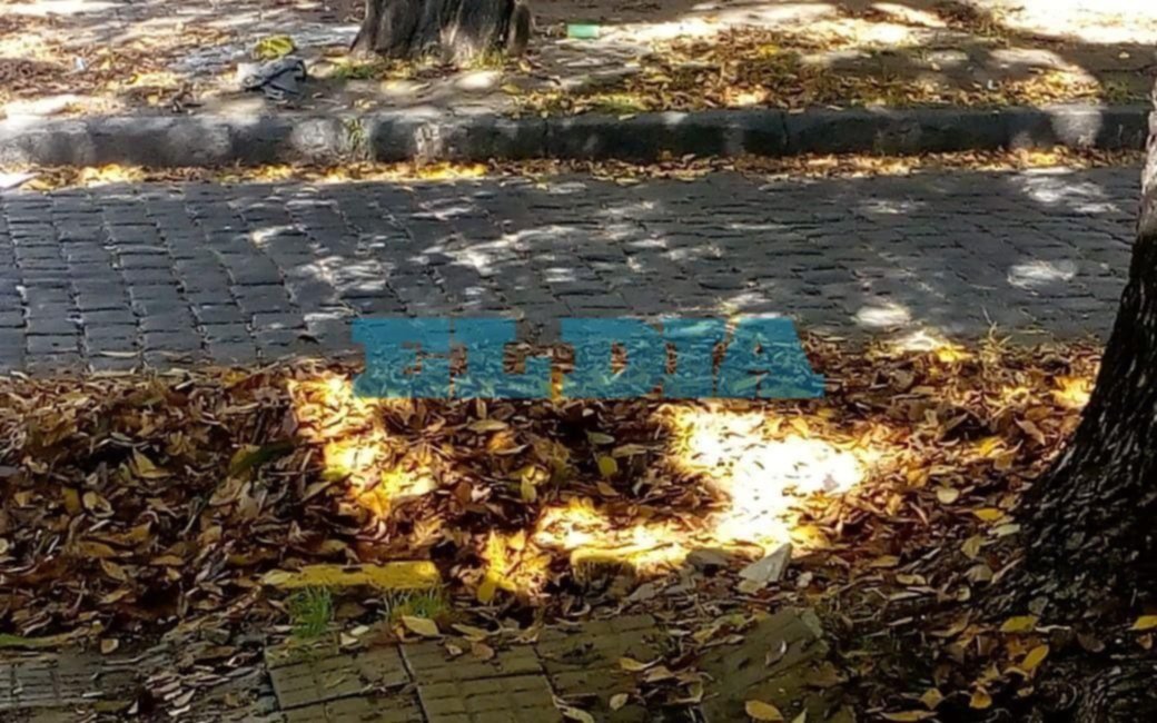 En varios sectores reclaman por calles "tapizadas" de hojas 