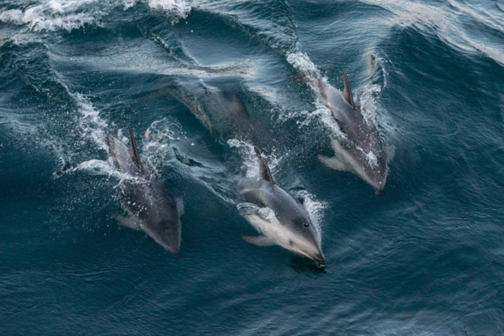 Piden que el Agujero Azul sea una zona que proteja la biodiversidad