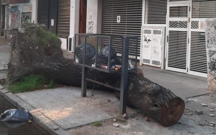 En 7 y 62 se cayó un árbol hace 3 meses y el tronco sigue tendido en la vereda