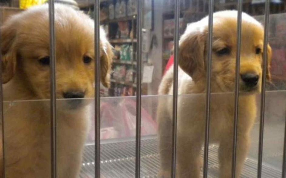Por ley, no podrán exhibirse animales en las vidrieras de los negocios