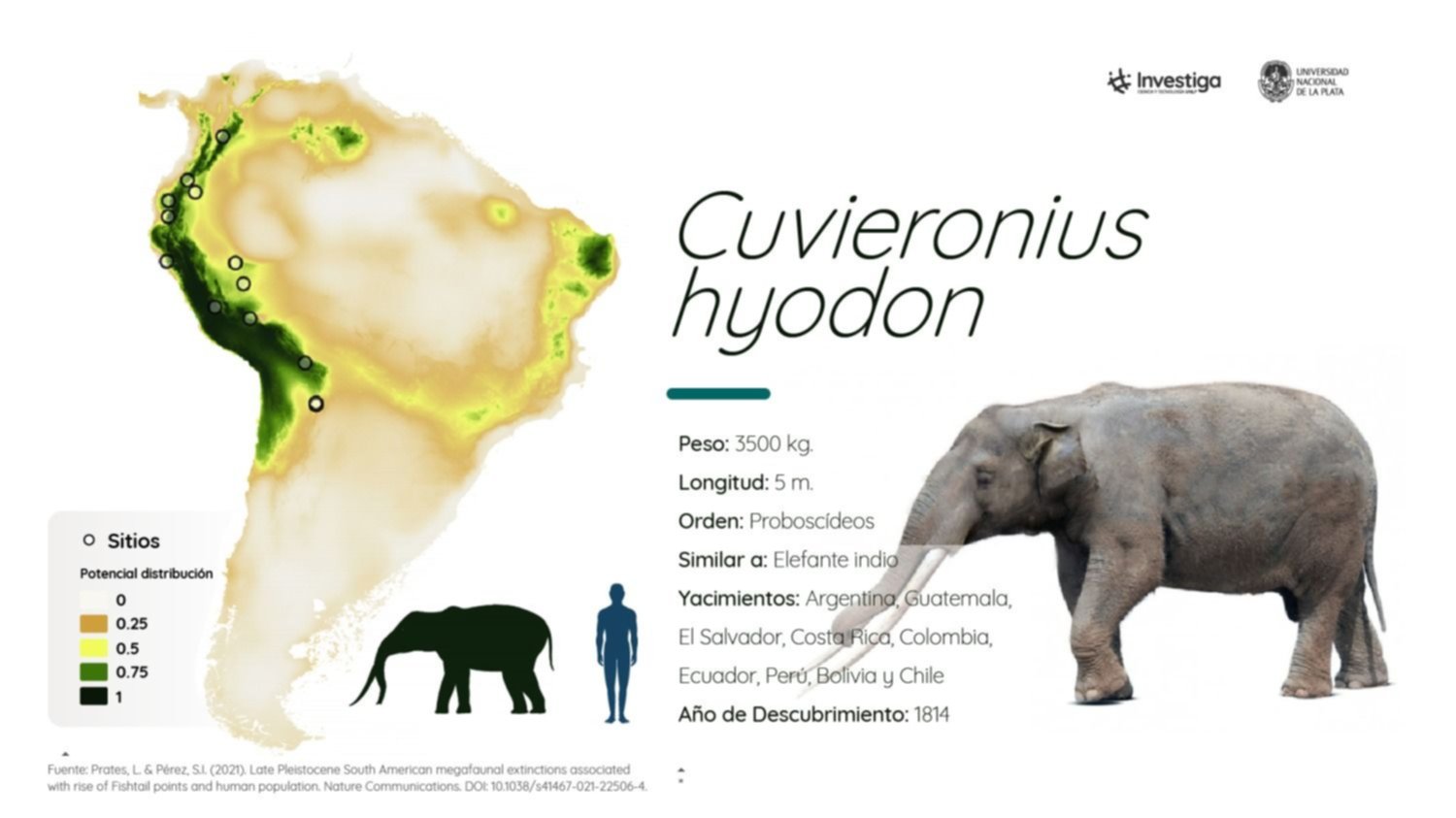 Para científicos platenses la depredación humana habría causado la extinción de la megafauna Sudamericana del Pleistoceno