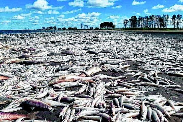Miles de peces aparecieron muertos en la laguna de Junín