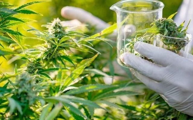 Avanza en Diputados el proyecto de Ley sobre uso medicinal del cannabis en la Provincia