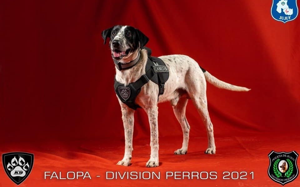 Un perro policía jujeño que se llama “Falopa” es furor en las redes sociales