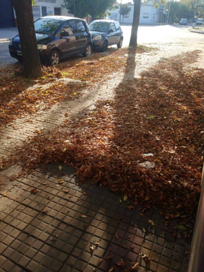 Reclaman que se lleven la hojarasca en 20 entre 59 y 60