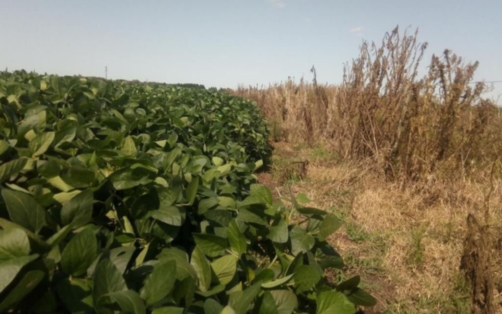 Sube la soja por sexta rueda consecutiva y llega al precio máximo en siete años