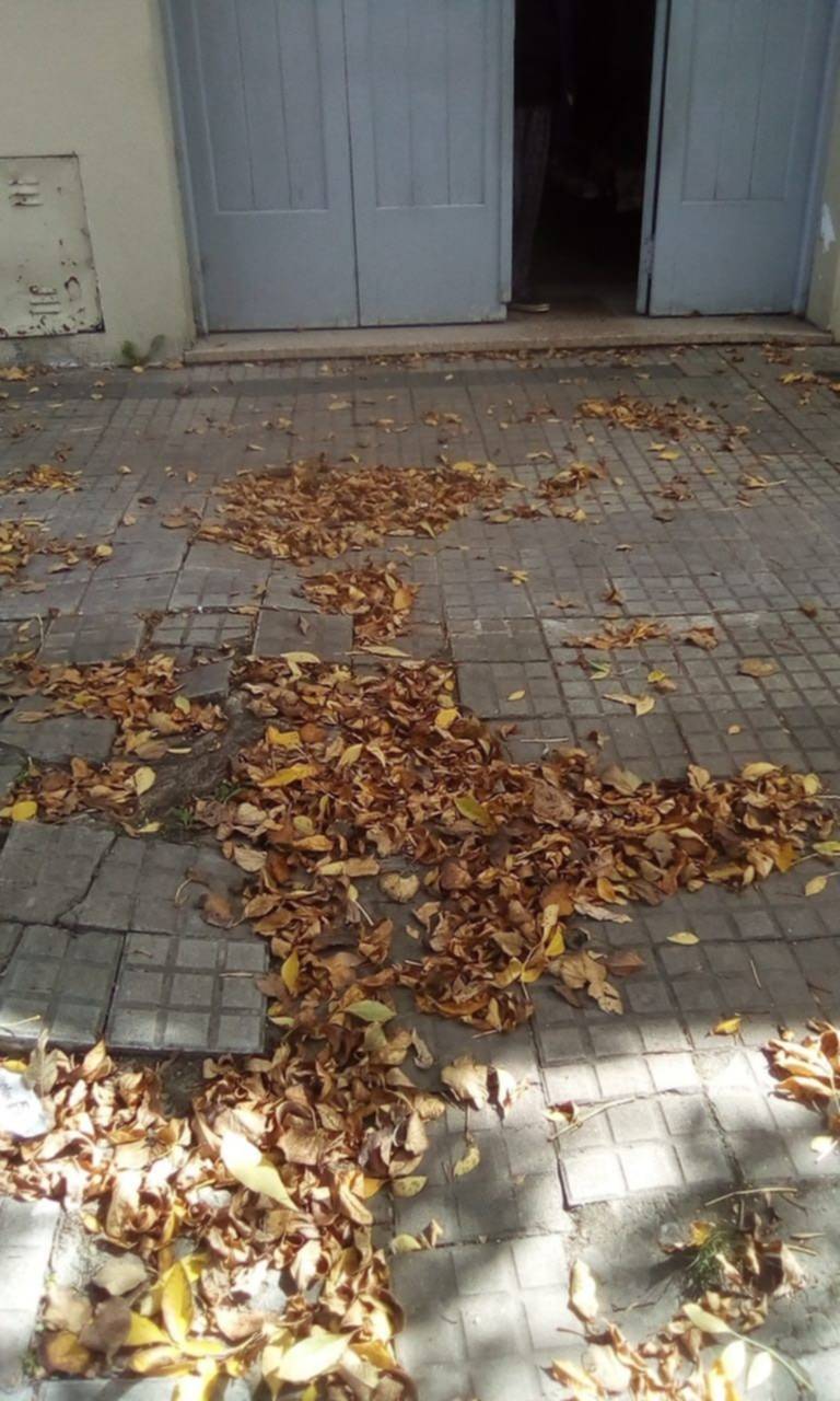 Reclamo por gran cantidad de hojarasca que se acumula en un sector de barrio Norte