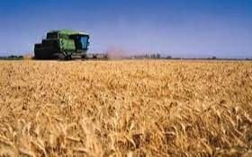 La soja, el trigo y el maíz mantienen los precios más elevados de los últimos años