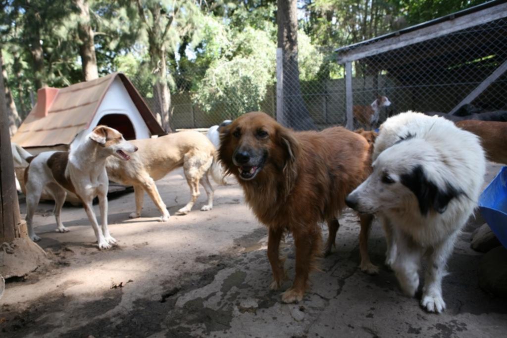 Angustia en un refugio para 500 perros por la falta de alimentos