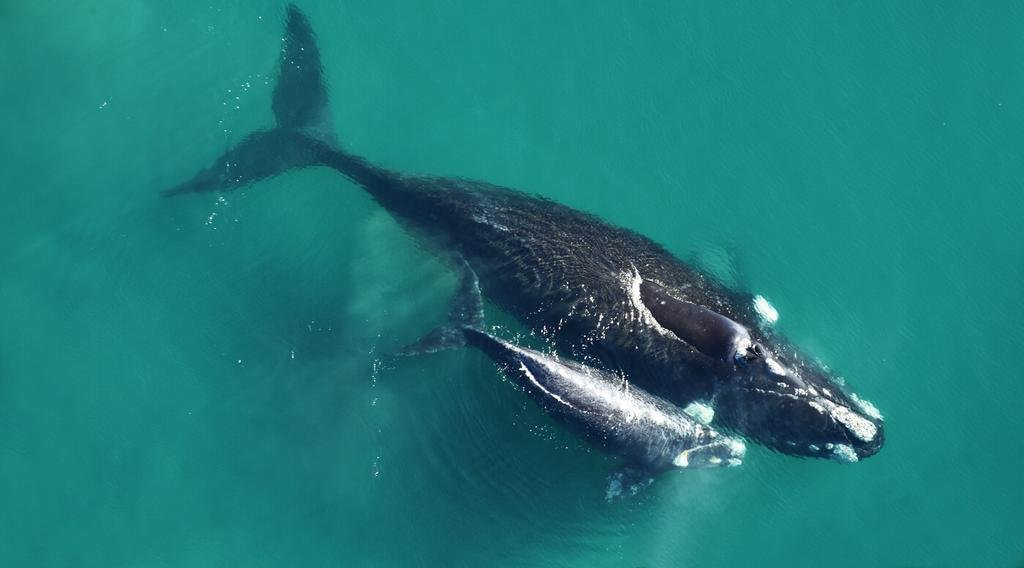 Aparecieron las primeras ballenas en la Península Valdés