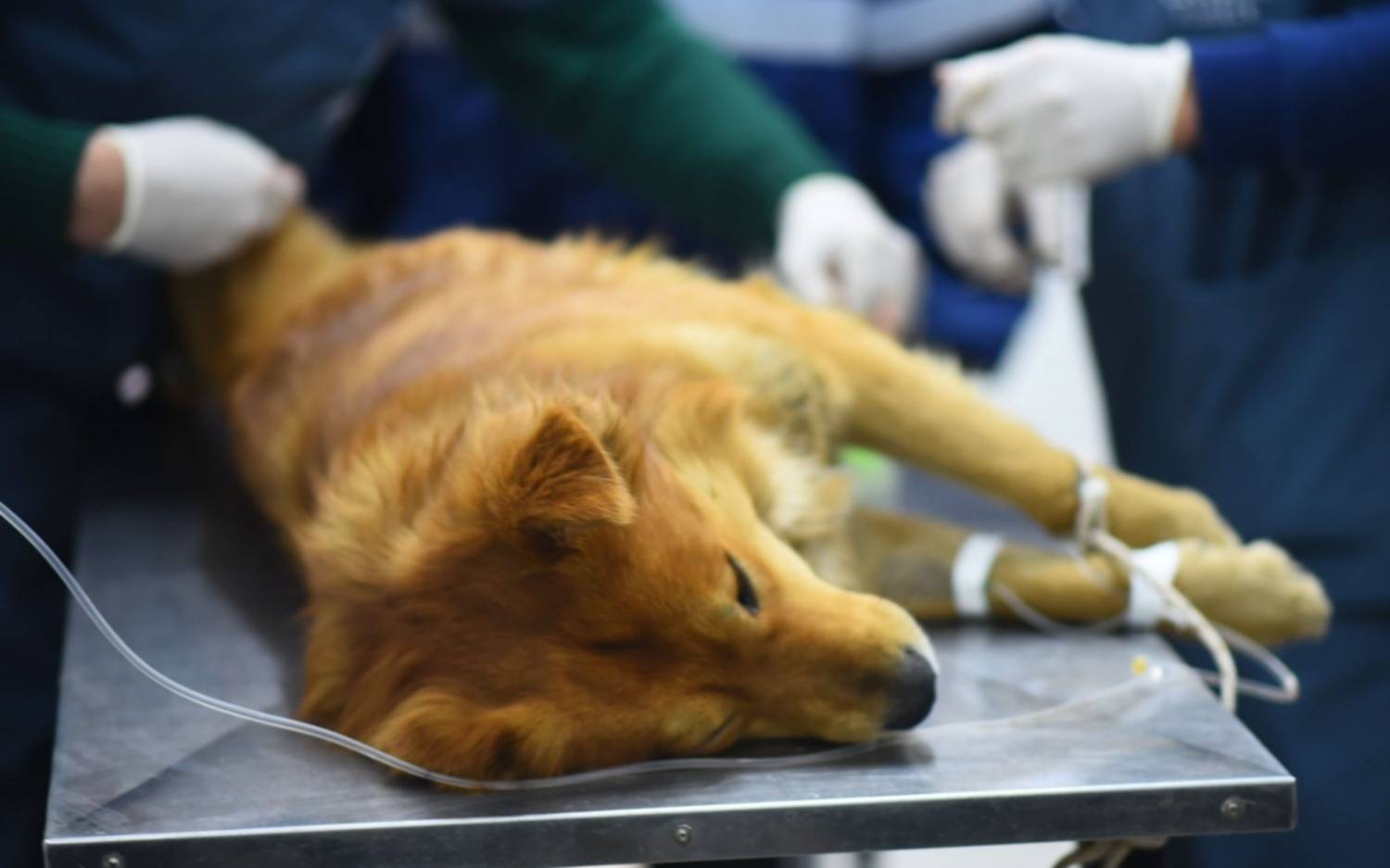 Vecinos le exigen a la Provincia que cumpla con el servicio de castración de mascotas