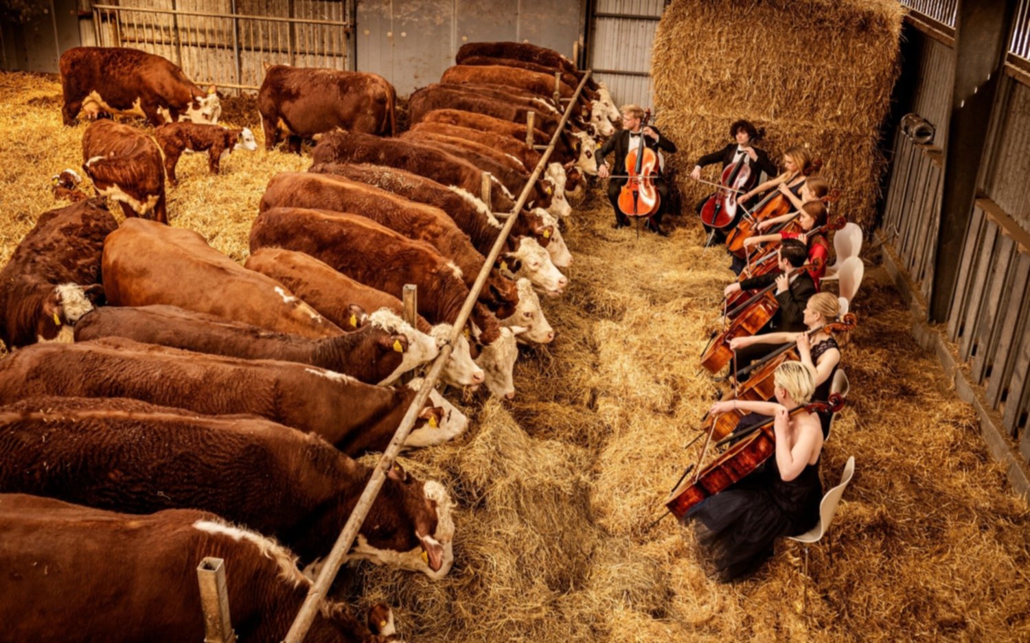 Un escenario poco común: violonchelistas de élite tocan música para las vacas 
