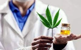 Los ministerios de Salud y Agricultura dieron un giño al cannabis para uso medicinal