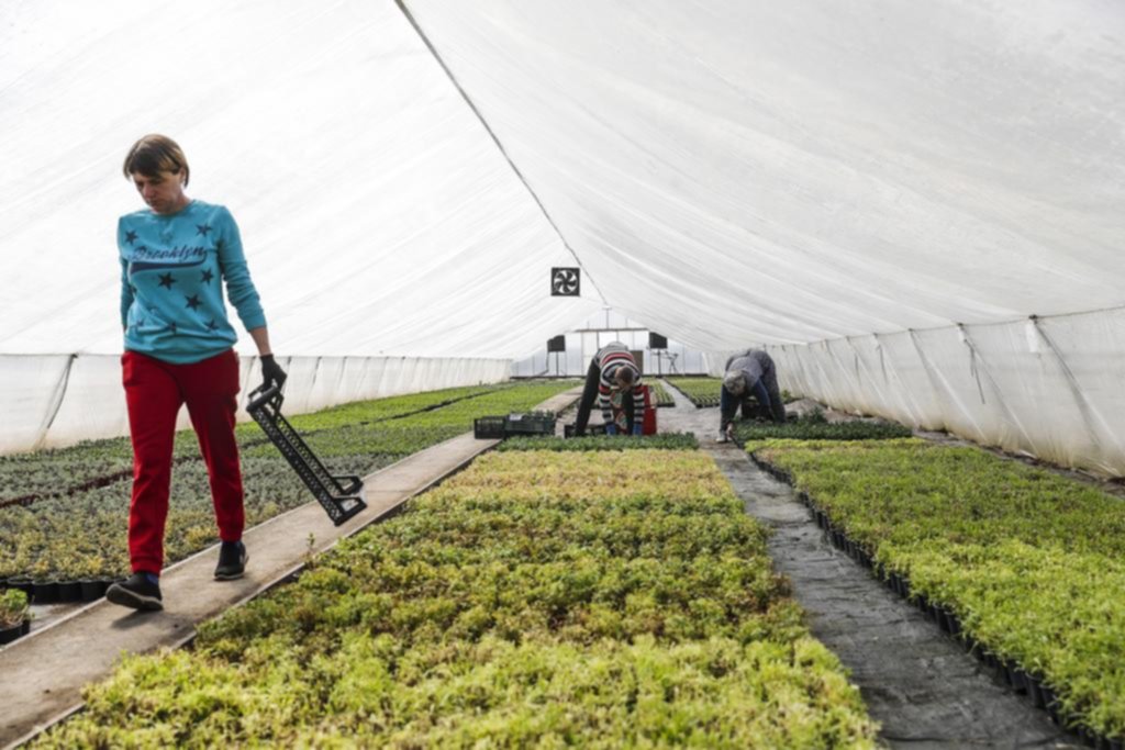 El reto de sacar adelante sus cosechas para los agricultores ucranianos