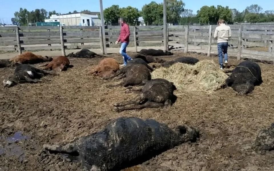 Misterio en Brandsen por más de 100 terneros muertos