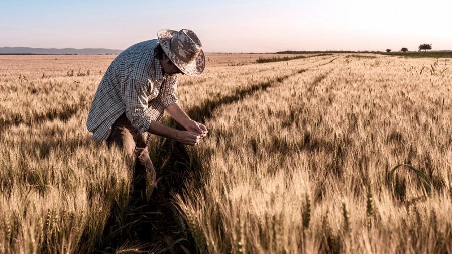 El trigo lidera subas en los granos, a más de un mes de la invasión rusa a Ucrania