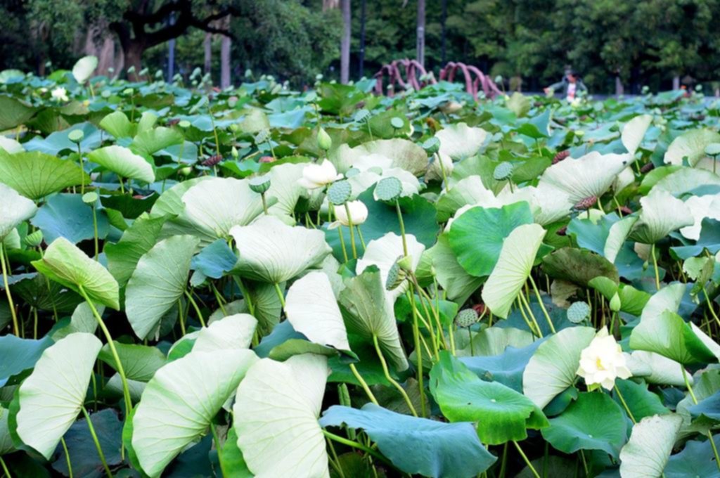 La Plata en imágenes: otoño en flor