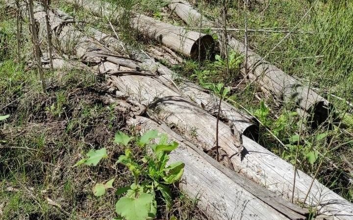 Más críticas a las talas programadas en el Parque Pereyra 
