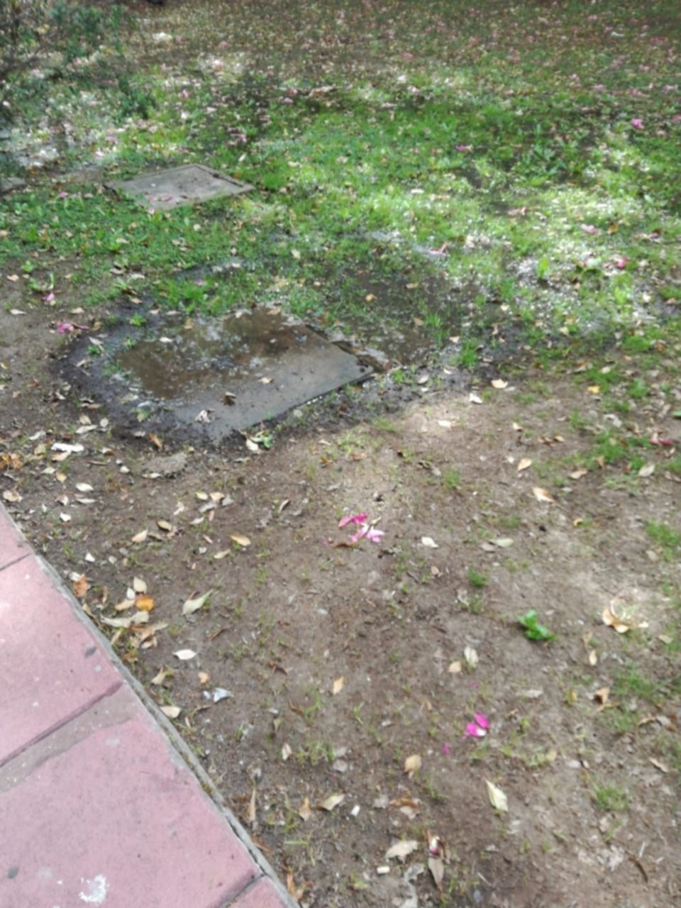 Vecinos de Tolosa asediados por un desborde cloacal: "No se puede respirar"